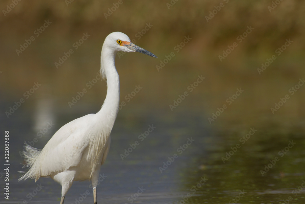 white egret (egretta thula) in a blurred wet farming location in search of food white egret (egretta thula) in a blurred wet farming location in search of food