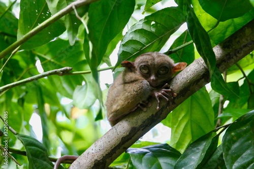 Valokuva Sleepy tarsier with open eyes, small primate, on branch in nature, Bohol, Philip
