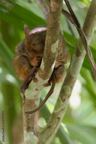Valokuva Sleepy tarsier with closed eyes and long tail, small primate, on branch in natur