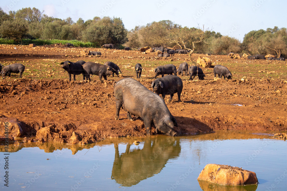 Spanish black pig farm in natural and ecological mallorca with quality of life for animals Spanish black pig farm in natural and ecological mallorca with quality of life for animals