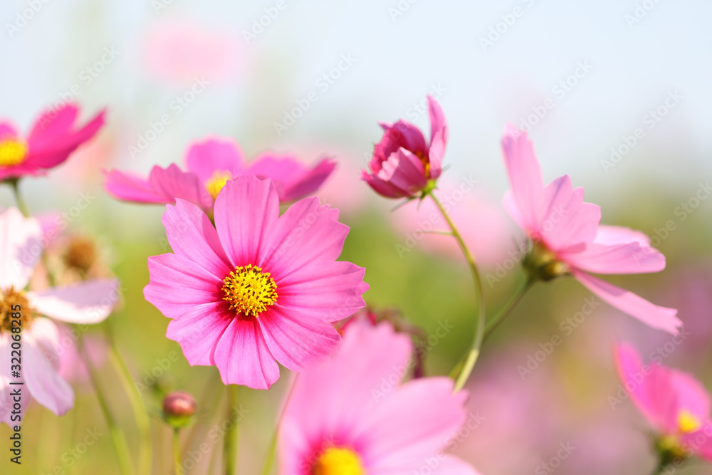 Pink Cosmos flower blooming at flower field Pink Cosmos flower blooming at flower field