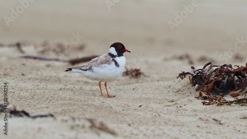 Hooded Plover - Thinornis cucullatus small shorebird - wader -on the sandy beach of Australia, Tasmania. Wader bird with white body, brown wings and black head with the red eye. photo