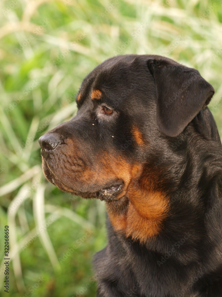 Dog Headshot