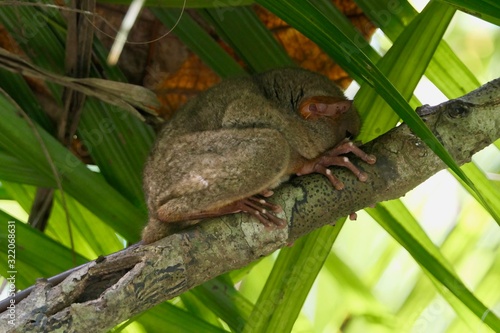 Canvas-taulu Sleepy Tarsier, small primate, on branch in nature, Bohol, Philippines