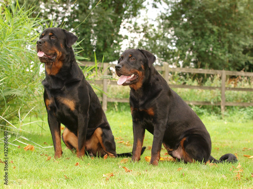 Two Dogs © Nigel Baker