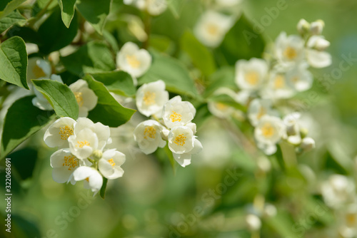 Close up of white jasmine flowers in a garden. Flowering jasmine bush in sunny summer day. Nature background.