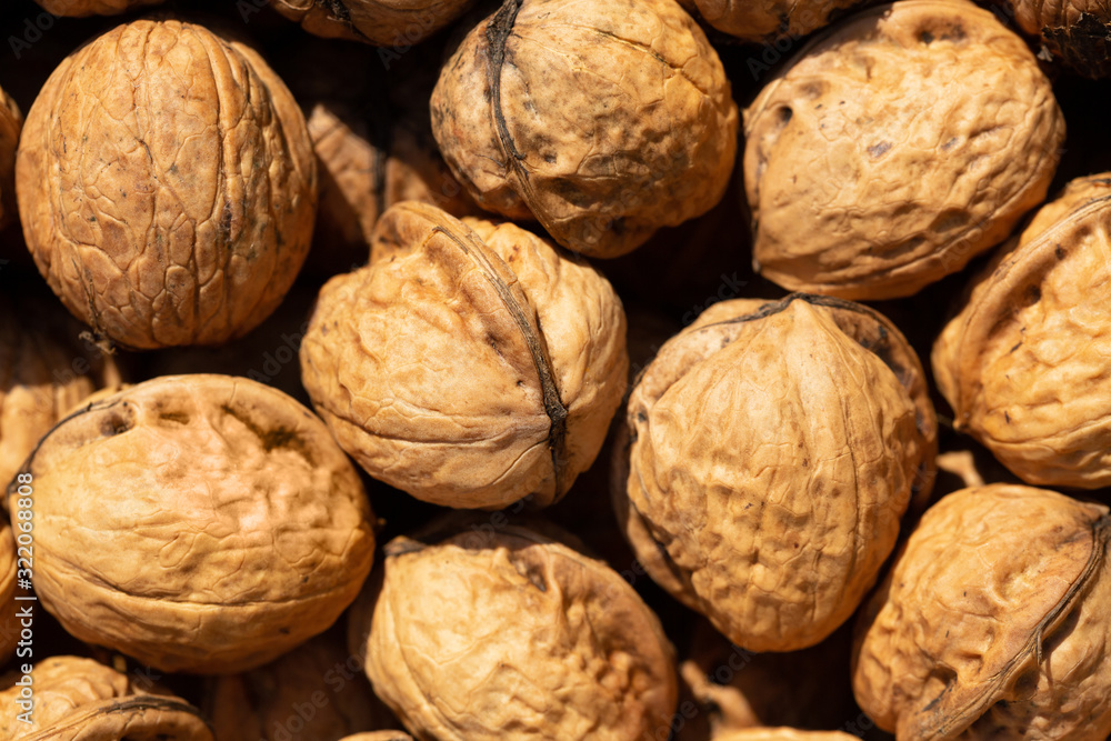 Many harvested Walnut seeds collected for consumption, seen from above in a late summer sun. Many harvested Walnut seeds collected for consumption, seen from above in a late summer sun.