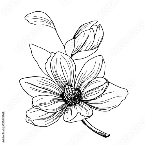 Big magnolia flower with a bud