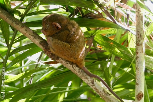 Valokuva Sleepy tarsier with open eyes looking away, small primate, on branch in nature,