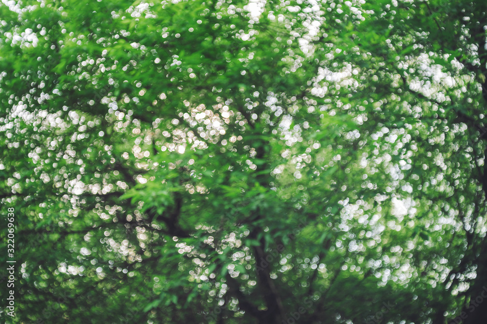 Bokeh of vivid leaves of trees in sunlight. Natural green background. Blurred rich greenery with copy space. Abstract texture of defocused lush foliage in sunny day. Backdrop of scenic nature in blur. Bokeh of vivid leaves of trees in sunlight. Natural green background. Blurred rich greenery with copy space. Abstract texture of defocused lush foliage in sunny day. Backdrop of scenic nature in blur.