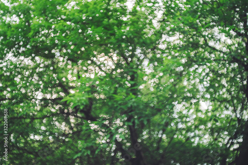 Bokeh of vivid leaves of trees in sunlight. Natural green background. Blurred rich greenery with copy space. Abstract texture of defocused lush foliage in sunny day. Backdrop of scenic nature in blur.