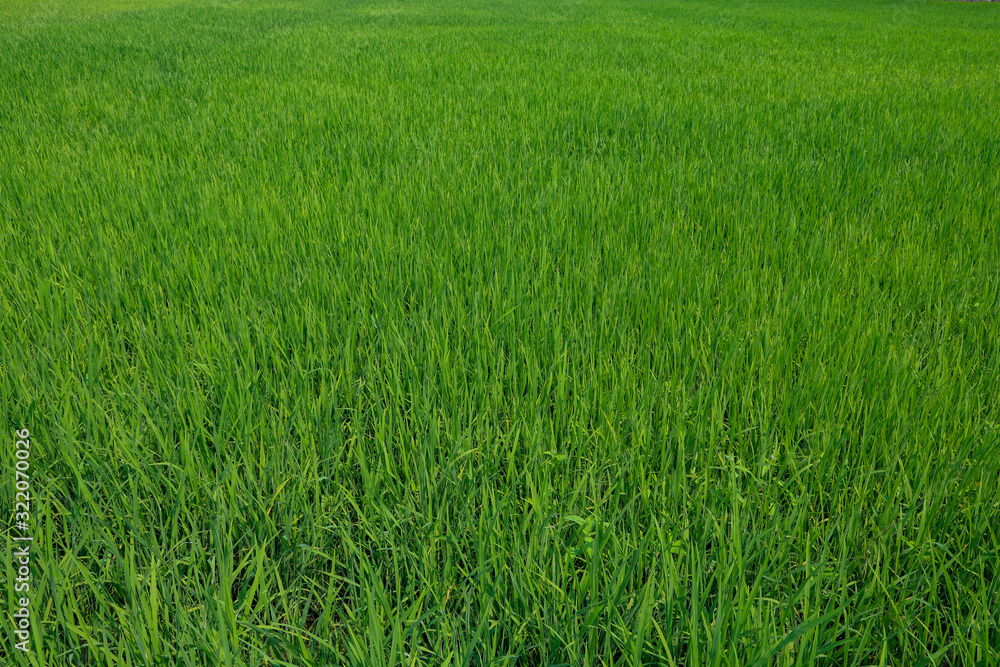 The green baby rice field in thailand for rice background The green baby rice field in thailand for rice background