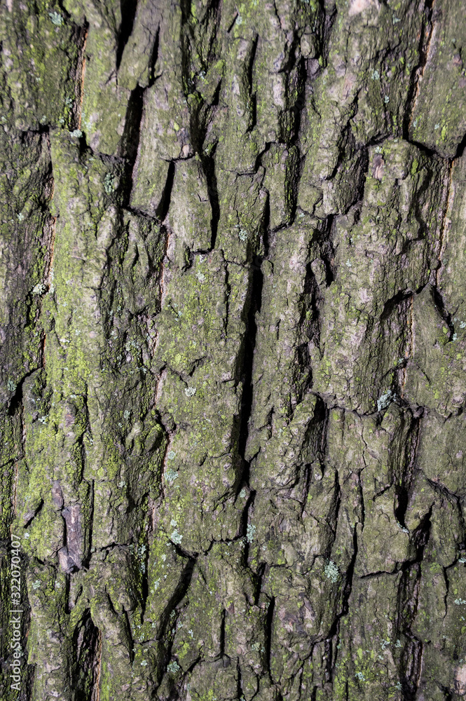 texture bark of a tree texture bark of a tree