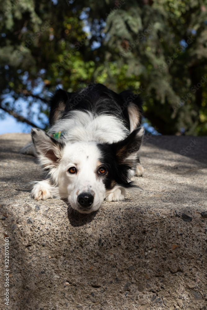 Fototapeta premium Skadi border-collie park