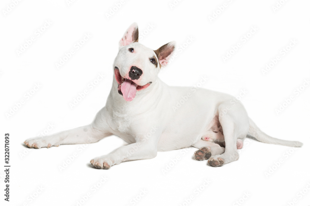 cute bull terrier sticking tongue out on white background.
