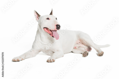Valokuvatapetti cute bull terrier sticking tongue out on white background.