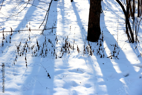 Snow forest in winter beautiful landscape
