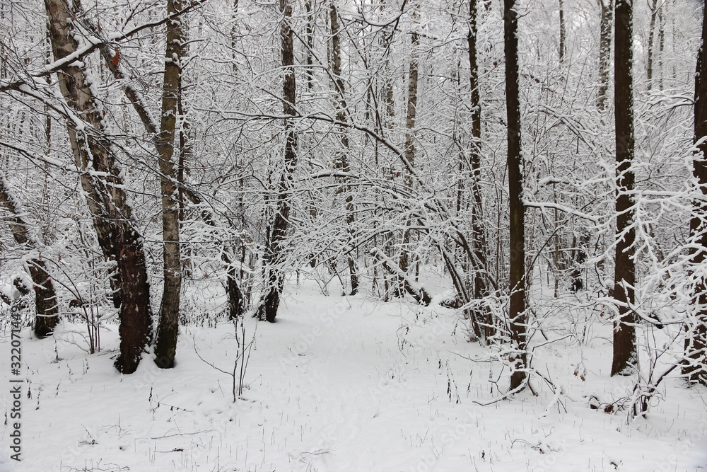 Fototapeta premium Snow forest in winter beautiful landscape