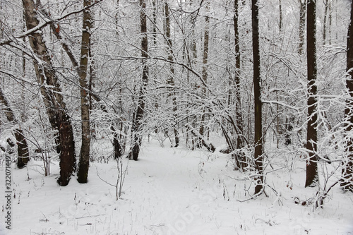 Snow forest in winter beautiful landscape © Oksana Majorova