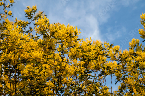 Acacia dealbata yellow flowers blooming