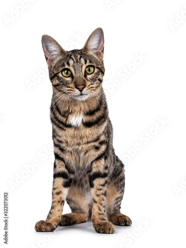 Cute young Savannah F7 cat, sitting facing front. Looking at camera with green / yellow eyes. Isolated on a white background.