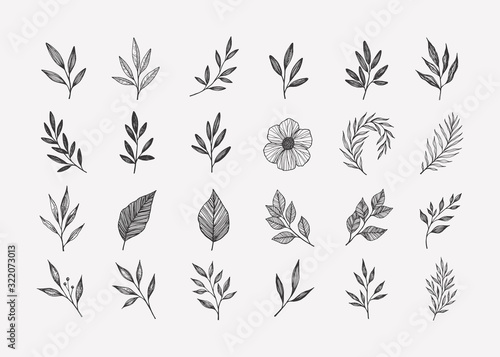 Hand drawn floral elements and leaves. Vector botanical illustrations set