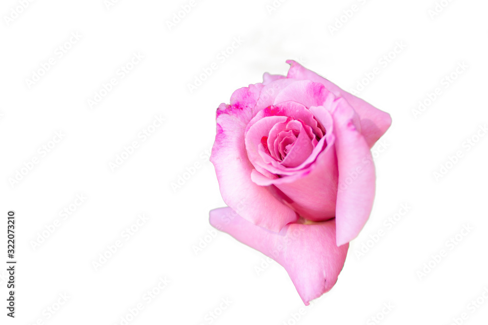 Pink rose bloom, Isolated on white Pink rose bloom, Isolated on white