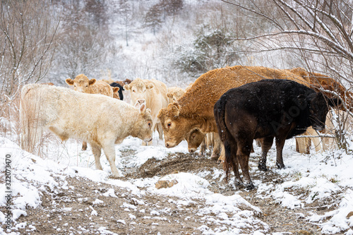 Cows in Winter
