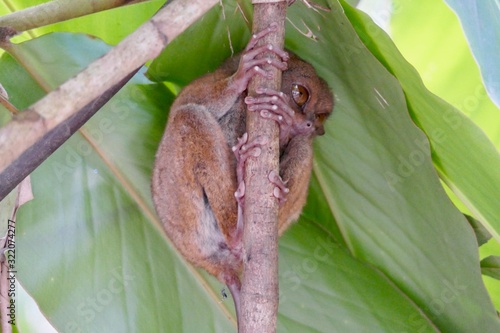 Canvas-taulu Sleepy tarsier with open eyes before leaf, small primate, on branch in nature, B