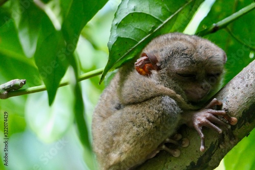 Valokuva Sleepy tarsier with closed eyes, small primate, on branch in nature, Bohol, Phil