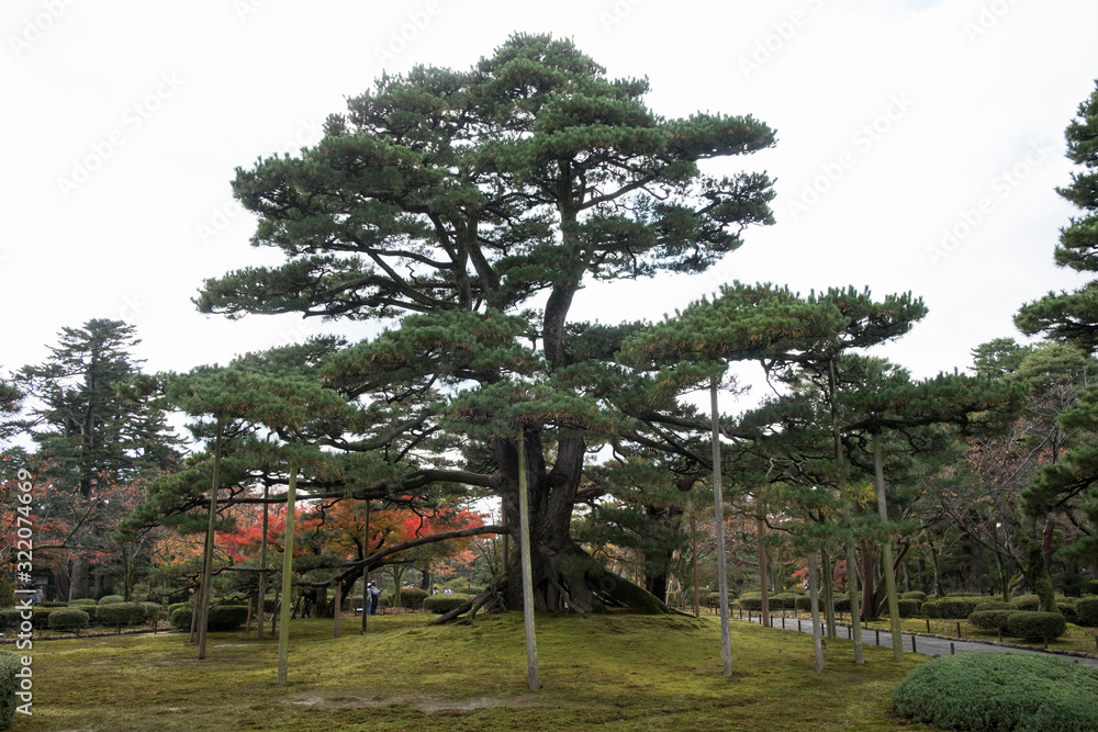 sostegni per alberi in Giappone