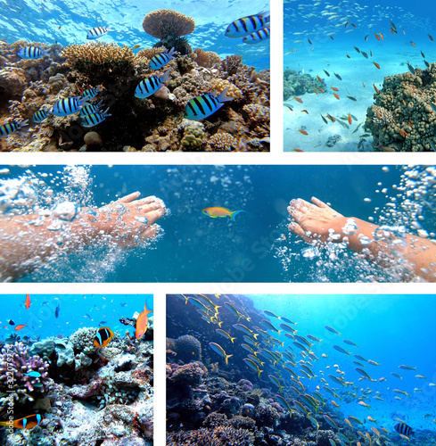 Underwater collage with diver swimming, exotic fishes and coral reef of the Red Sea, Clownfish, Sergeant-major fish, Goldfish and other marine life near Hurghada, Egypt