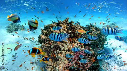 Fototapeta Naklejka Na Ścianę i Meble -  Underwater scene with exotic fishes and coral reef of the Red Sea, Clownfish, Bannerfish, Sergeant-major fish, Goldfish and other marine life near Hurghada, Egypt