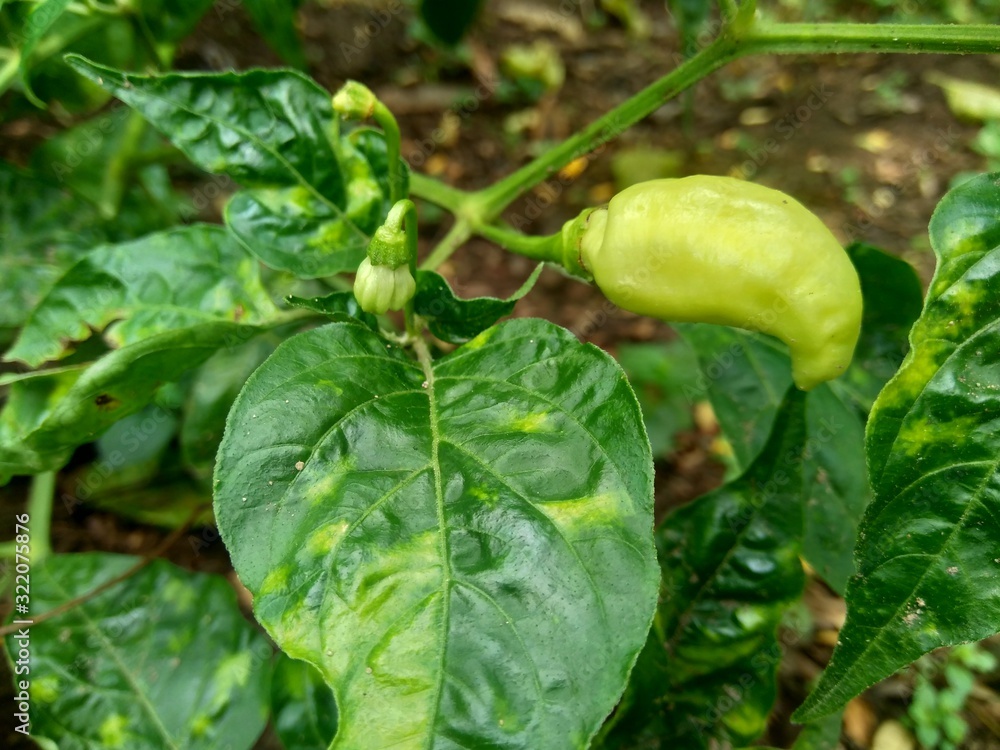 Fresh green chili with leaves in the nature background Fresh green chili with leaves in the nature background