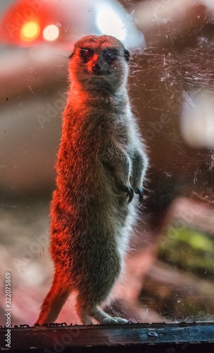 Very cute image of a male or female meerkat stood up inside the indoor blackpool zoo inhabitance with a bright red UV heater light and glass window to separate the fury animal from the outside world photo