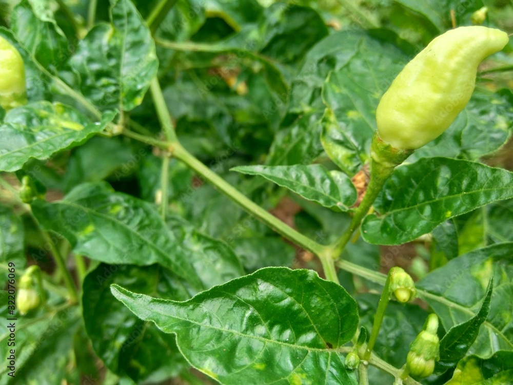 Fresh green chili with leaves in the nature background Fresh green chili with leaves in the nature background