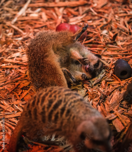 Very cute image of a male or female meerkat inside the indoor Blackpool zoo inhabitance with a bright red UV heater light and glass window to separate the fury animal from the outside world playing photo
