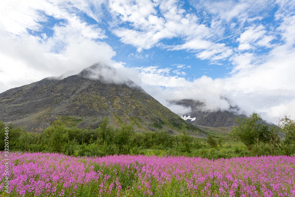 Floral landscape against the backdrop of the mountains of the Polar Urals Floral landscape against the backdrop of the mountains of the Polar Urals