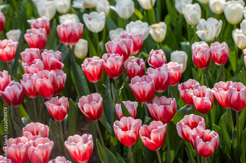 The group of tulip flowers in the field of the morning light and flare. 