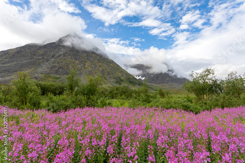 Floral landscape against the backdrop of the mountains of the Polar Urals