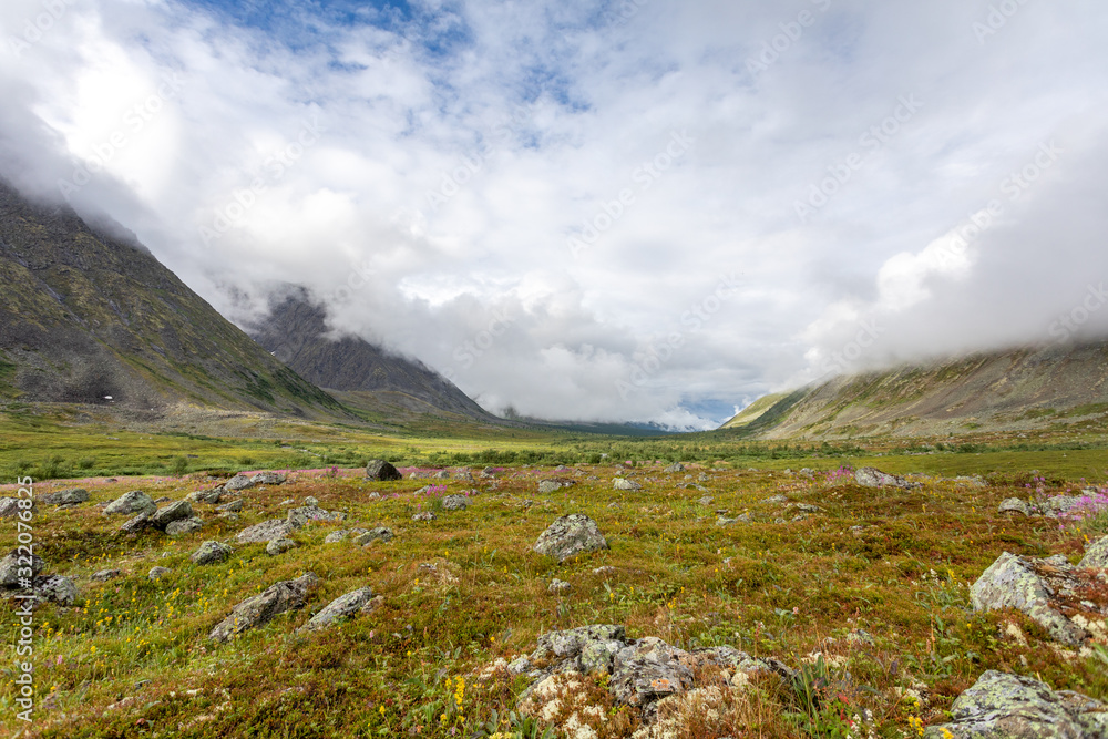Floral landscape against the backdrop of the mountains of the Polar Urals