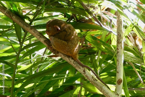 Canvas-taulu Sleepy tarsier with open eyes looking away, small primate, on branch in nature,
