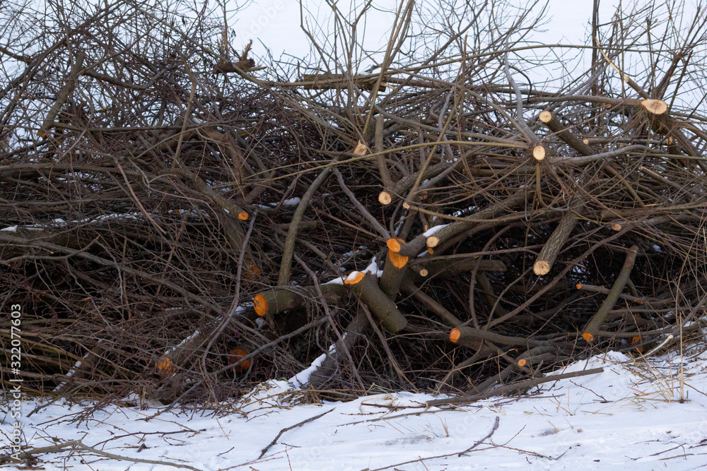The sawn-off branches of the shrub lie in the snow. A close-up. You can see the places of saws on the branches The sawn-off branches of the shrub lie in the snow. A close-up. You can see the places of saws on the branches
