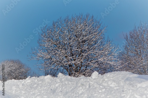 tree in snow