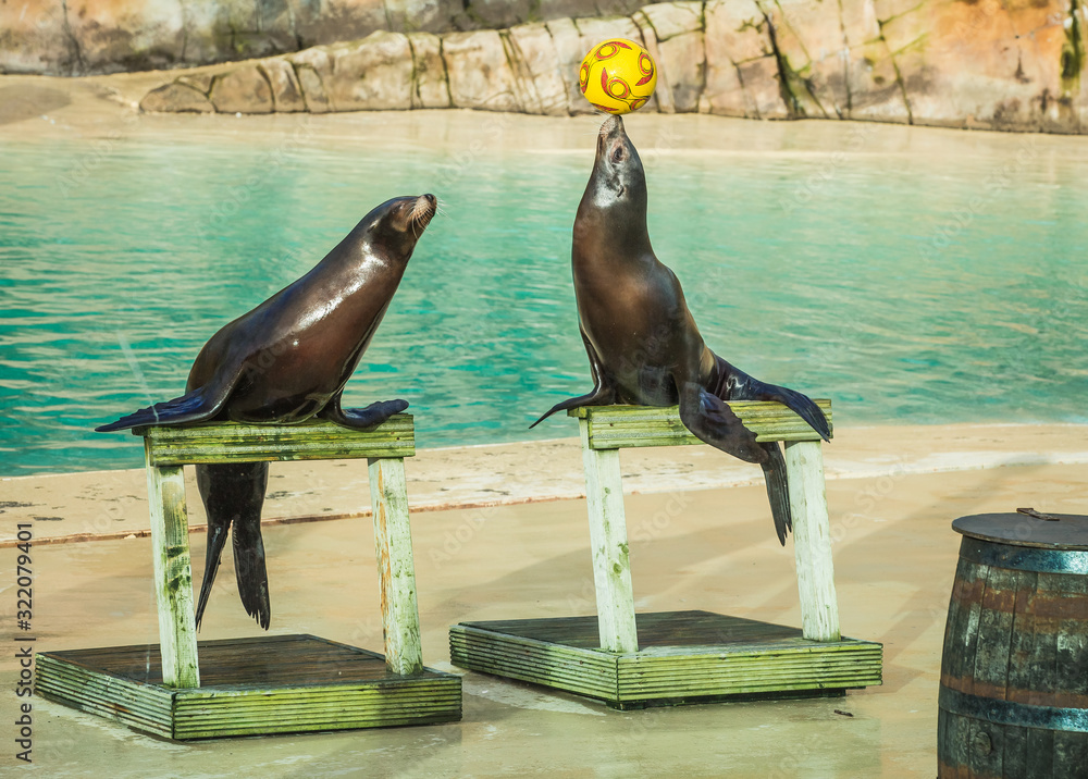 Fototapeta premium Two Sea Lions performing balancing a ball in the zoo behind glass with their trainer talking to the aquatic animals and leading them through all their tricks impressive for tourists and children .