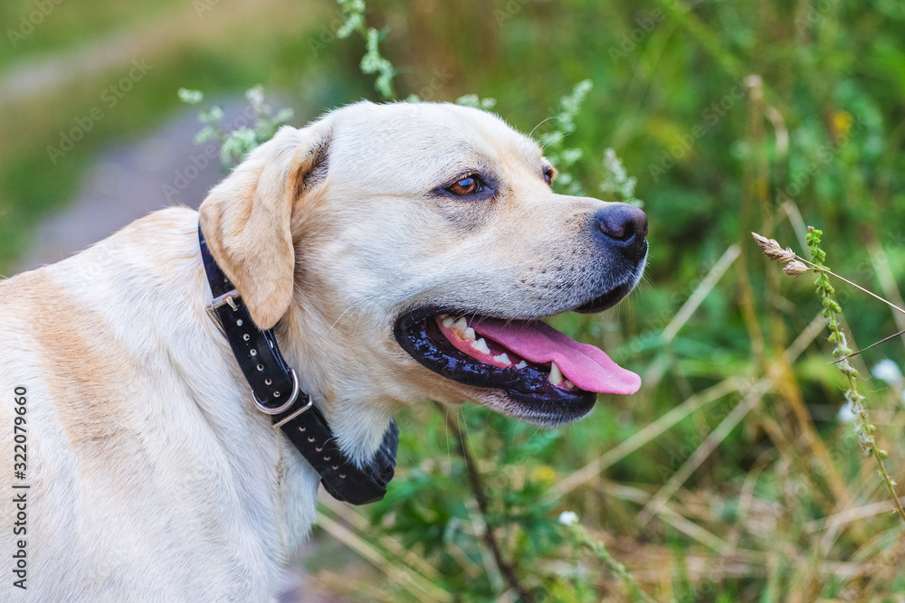 White labrador on green grass background, closeup portrait_ White labrador on green grass background, closeup portrait_