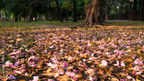 The pink blossoms in the park bloom seasonally. And fell beneath the tree, saw a beautiful pink contrast with the green lawn