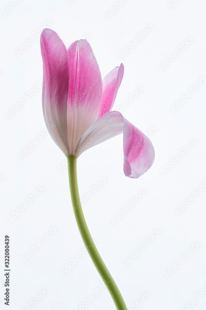 single pink tulip on white with droopy petal