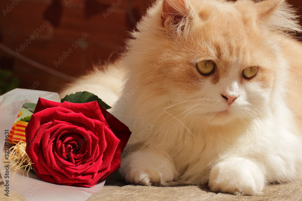 Obraz premium Postal gato con rosa
