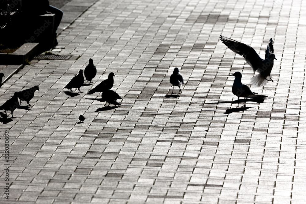 逆光に浮かぶ鳩のシルエット 神奈川県横浜市の山下公園 日本 Stock 写真 Adobe Stock